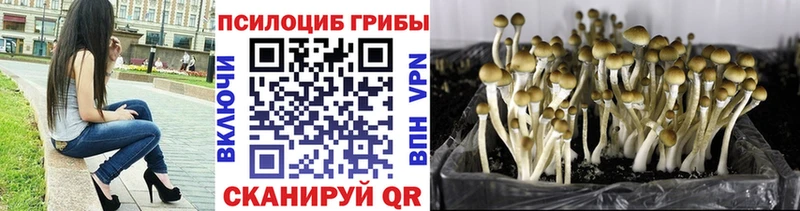 Псилоцибиновые грибы прущие грибы  Купить  Оса 